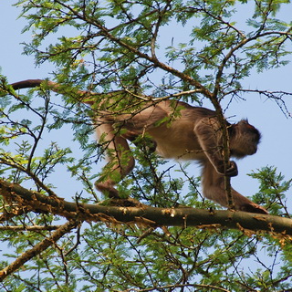 Kibale - Red colobus monkey